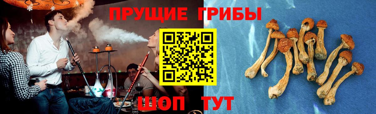 Осинники  Псилоцибиновые грибы Psilocybine cubensis  Вход с VPN 
